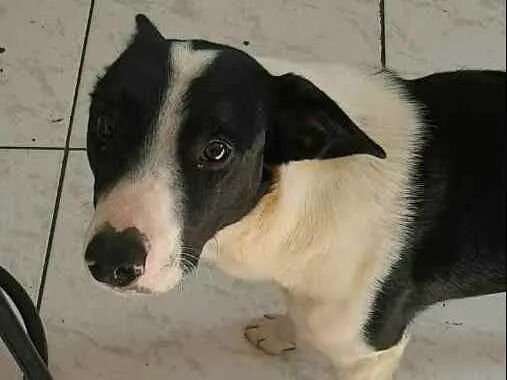 Cachorro ra a  idade 2 anos nome Nick