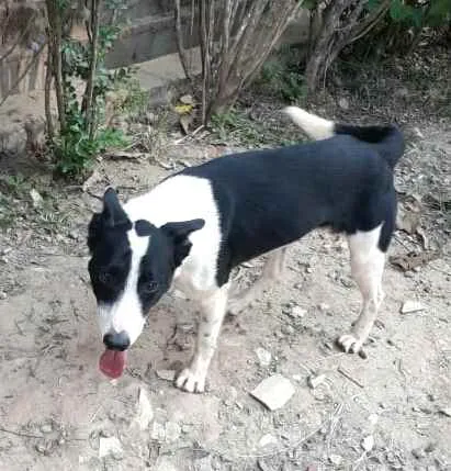 Cachorro ra a  idade 2 anos nome Nick