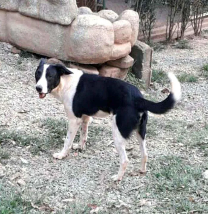 Cachorro ra a  idade 2 anos nome Nick