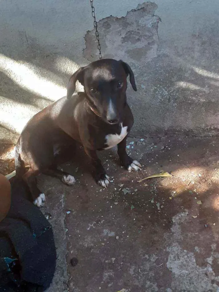 Cachorro ra a Sem raça definida idade 1 ano nome Lili 