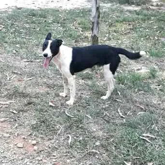 Cachorro ra a  idade 2 anos nome Nick
