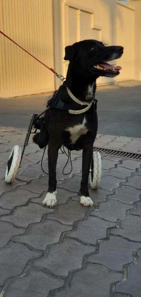 Cachorro raça SRD idade 3 anos nome Bob
