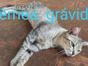 Gato raça Indefinida idade  nome Sem nome