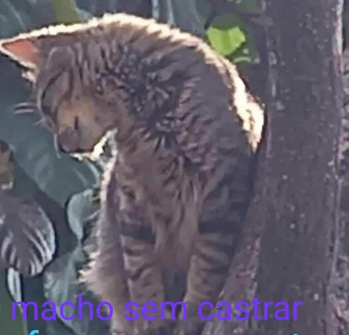Gato ra a Indefinida idade  nome Sem nome