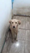 LILA