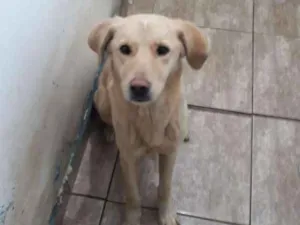 Cachorro raça GOLDEN idade 7 a 11 meses nome LILA