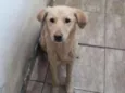 LILA
