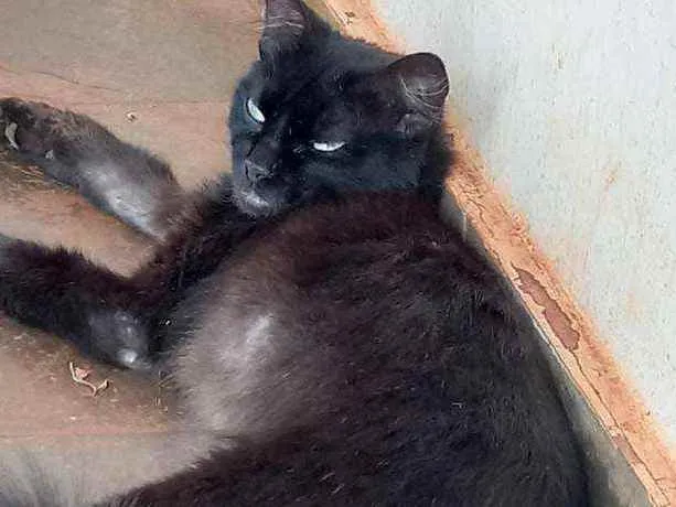 Gato ra a Indefinida idade  nome Sem nome