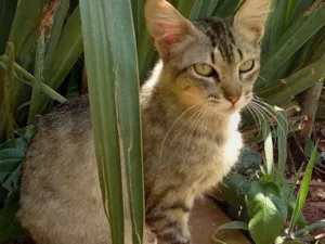 Gato raça Indefinida idade  nome Sem nome
