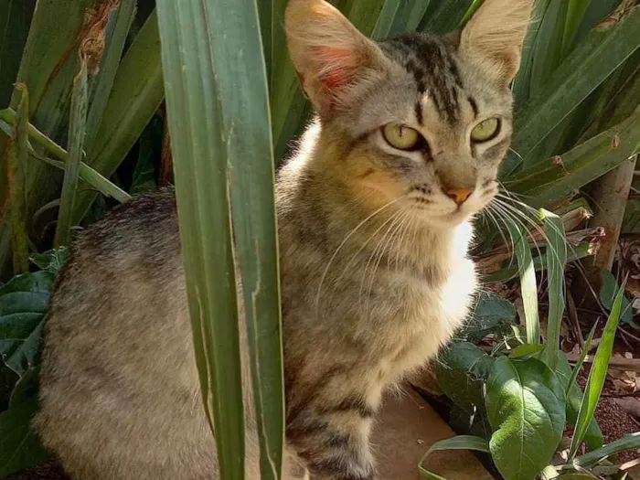 Gato ra a Indefinida idade  nome Sem nome