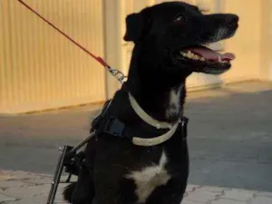Cachorro raça SRD idade 3 anos nome Bob