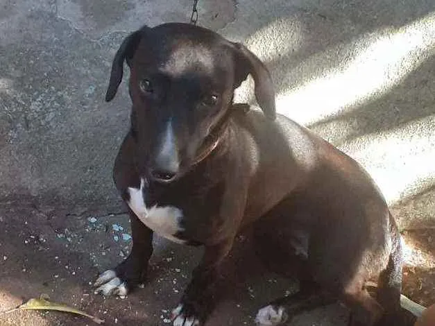 Cachorro ra a Sem raça definida idade 1 ano nome Lili 