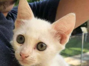 Gato raça Srd idade 2 a 6 meses nome Ariel