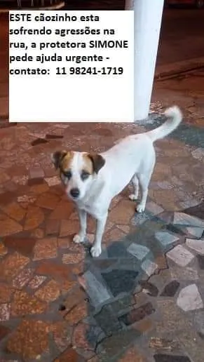 Cachorro ra a SRD idade 1 ano nome BRANCO