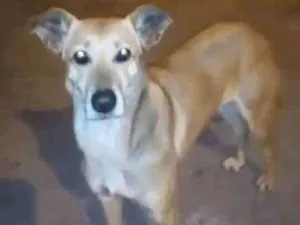Cachorro raça SRD idade 1 ano nome MEL