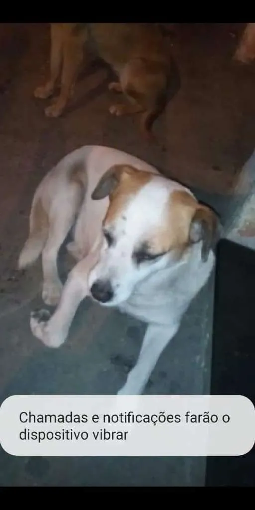 Cachorro ra a SRD idade 1 ano nome MEL