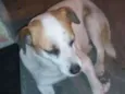 MEL