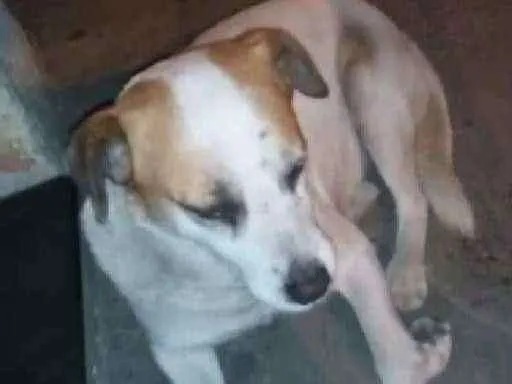Cachorro ra a SRD idade 1 ano nome MEL