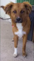 Amora