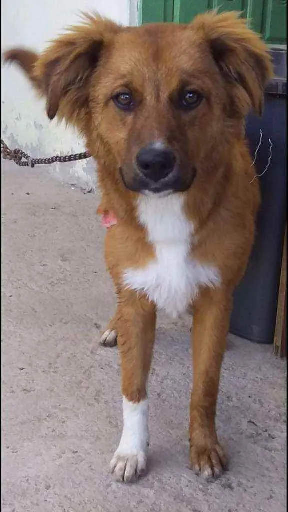 Cachorro ra a Srd idade 7 a 11 meses nome Amora