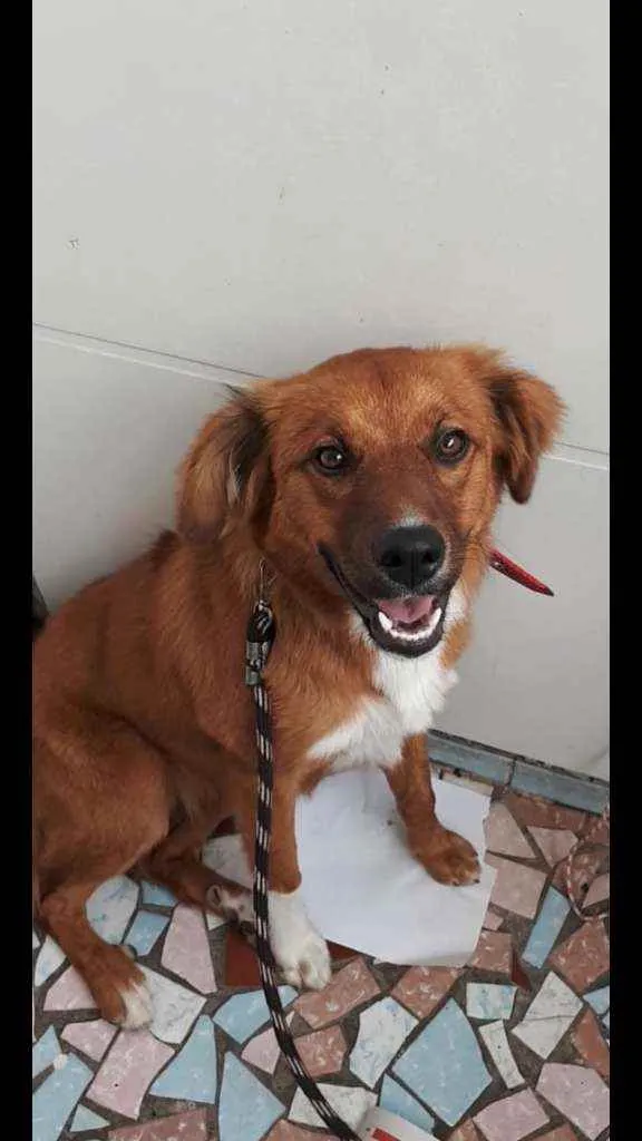Cachorro ra a Srd idade 7 a 11 meses nome Amora