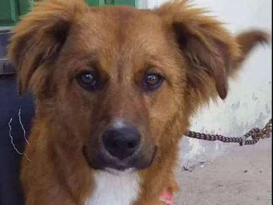 Cachorro ra a Srd idade 7 a 11 meses nome Amora