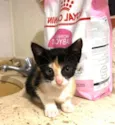 Dulce