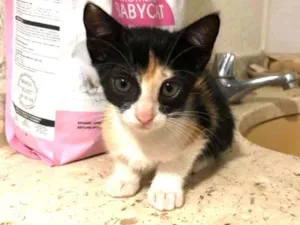 Gato raça Srd idade 2 a 6 meses nome Dulce