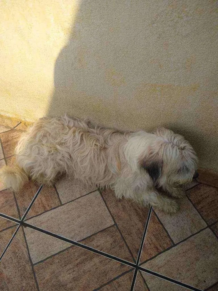 Cachorro ra a Misturada com podloo idade 1 ano nome Panda