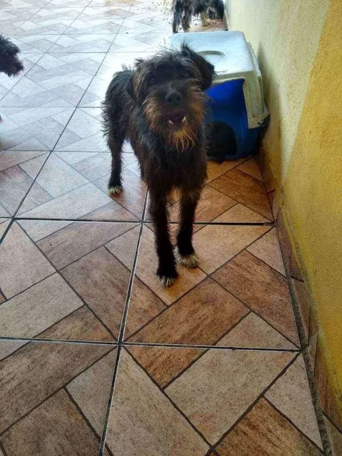 Cachorro ra a Misturada com podloo idade 7 a 11 meses nome José aldo