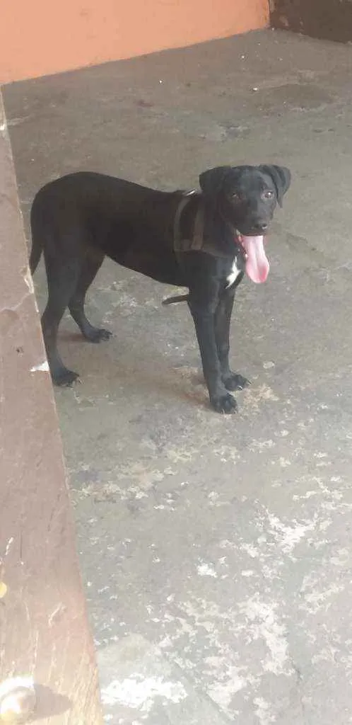 Cachorro ra a Labrador idade 2 a 6 meses nome Logan