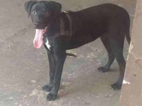 Cachorro ra a Labrador idade 2 a 6 meses nome Logan