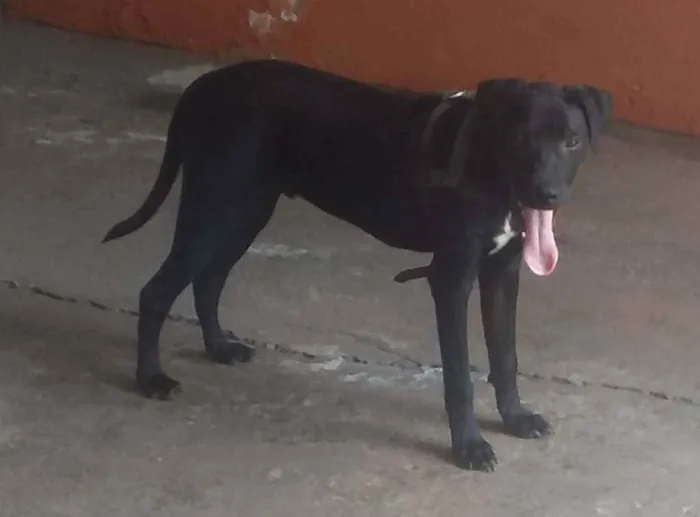 Cachorro ra a Labrador idade 2 a 6 meses nome Logan