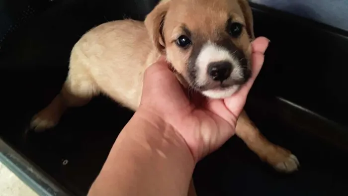 Cachorro ra a  idade Abaixo de 2 meses nome Não tem nome