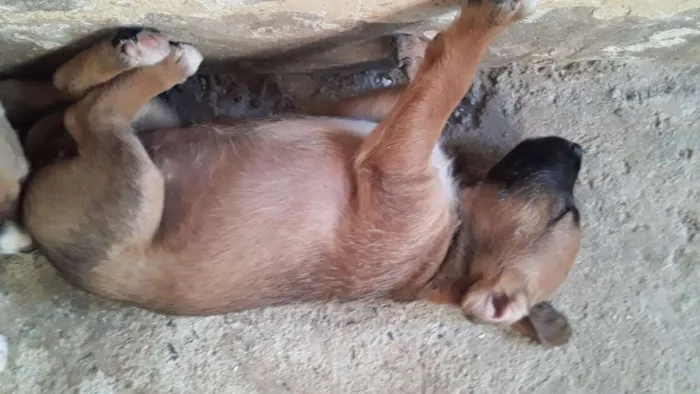 Cachorro ra a  idade Abaixo de 2 meses nome Não tem nome