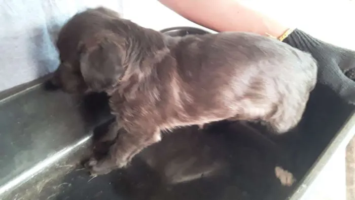 Cachorro ra a  idade Abaixo de 2 meses nome Não tem nome