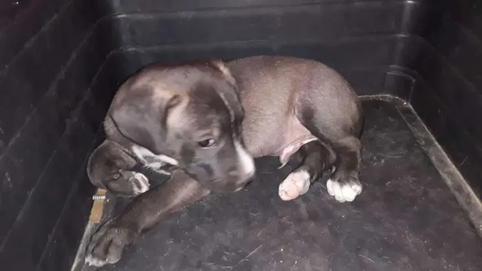 Cachorro ra a  idade Abaixo de 2 meses nome Não tem nome