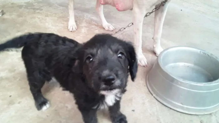 Cachorro ra a  idade Abaixo de 2 meses nome Não tem nome