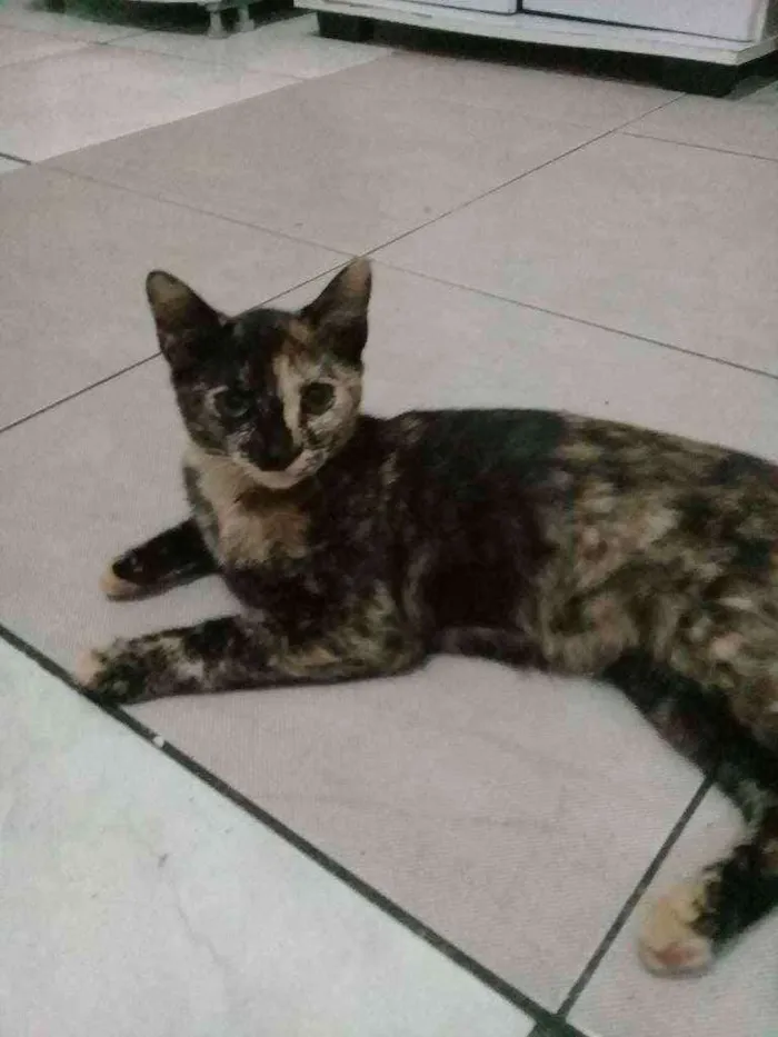 Gato ra a Nenhuma  idade 2 a 6 meses nome Matilda