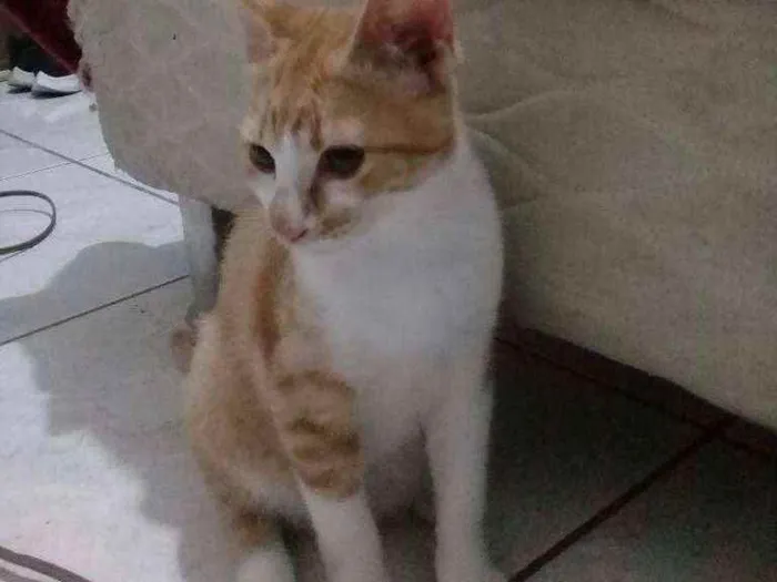 Gato ra a Nenhuma  idade 2 a 6 meses nome Monalisa