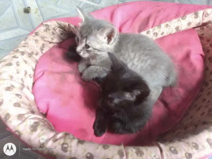 Gato ra a SRD idade Abaixo de 2 meses nome Sem nome