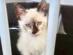 Gato raça Mestiça  idade 2 a 6 meses nome Nicole 