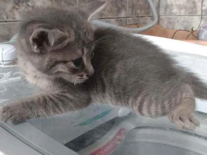 Gato ra a SRD idade Abaixo de 2 meses nome Sem nome