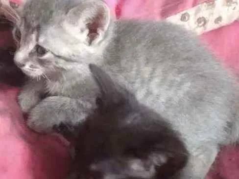 Gato ra a SRD idade Abaixo de 2 meses nome Sem nome