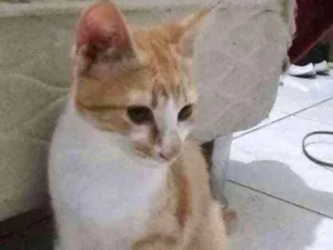 Gato raça Nenhuma  idade 2 a 6 meses nome Monalisa