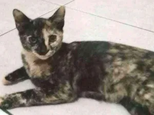 Gato raça Nenhuma  idade 2 a 6 meses nome Matilda