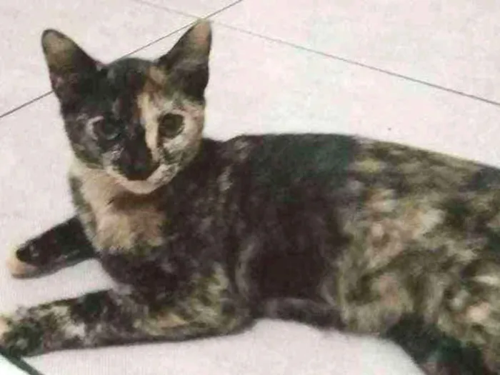 Gato ra a Nenhuma  idade 2 a 6 meses nome Matilda