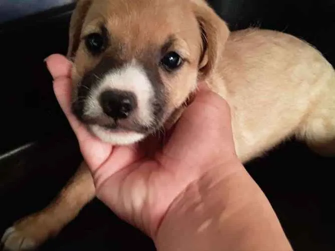 Cachorro ra a  idade Abaixo de 2 meses nome Não tem nome