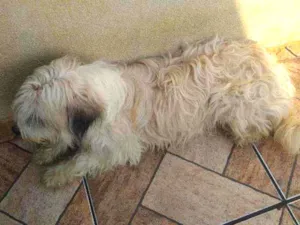 Cachorro raça Misturada com podloo idade 1 ano nome Panda