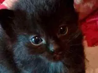Gato ra a SRD idade Abaixo de 2 meses nome Sem nome